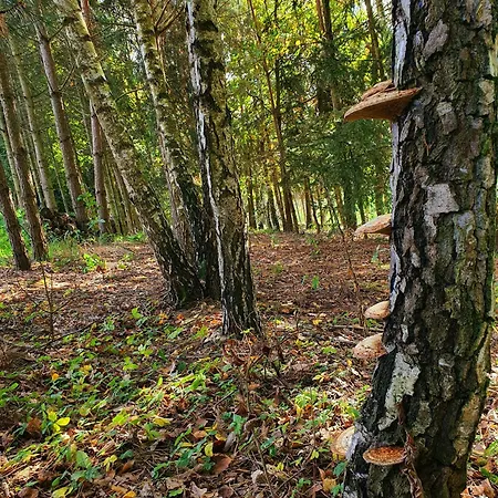 Feriehus Agro U Murzyna Caly Dom Trzemcha Gorna